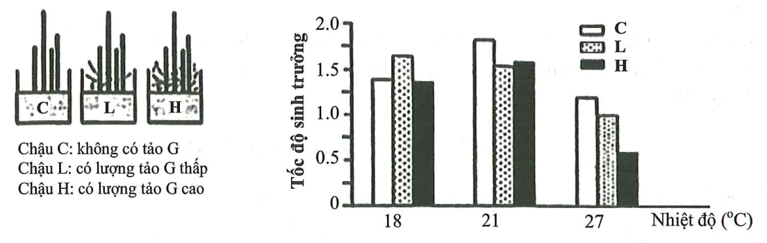 Loài rong X sống ở vùng biển ven bờ Z, nơi có nhiệt độ mùa hè hiếm khi cao hơn 18oC. Thực hiện thí nghiệm nuôi loài rong X trong 3 chậu nuôi (hình a), ở 3 điều kiện nhiệt độ: 18oC ,21oC ,27oC, người ta thu được kết quả ở hình b. (ảnh 1)