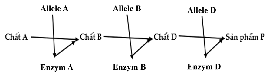 Ở người, xét 3 cặp gene nằm trên 3 cặp nhiễm sắc thể thường, các gene này quy định các enzim khác nhau cùng tham gia vào quá trình chuyển hóa các chất trong cơ thể theo sơ đồ sau: (ảnh 1)