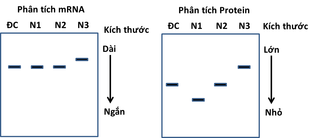 Có ba loại đột biến điểm (N1, N2 và N3) khác nhau của cùng một gene ở lúa. Khi điện di trên gel để phân tích RNA, protein của các gene đột biến N1, N2, N3 (ảnh 1)