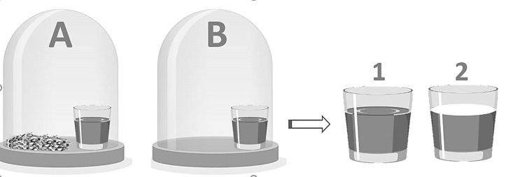 Để phát hiện hô hấp ở thực vật, một bạn bạn học sinh đã thực hiện thí nghiệm như sau. Đặt 2 cốc nước vôi trong vào bình thủy tinh kín: (ảnh 1)