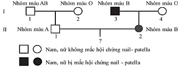 Hình bên thể hiện sự di truyền của 2 tính trạng bao gồm hội chứng nail-patella và hệ nhóm máu ABO ở một gia đình.  (ảnh 1)