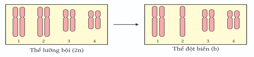 Hình dưới mô tả bộ NST lưỡng bội (2n) của một tế bào bình thường. Sau khi bị đột biến số lượng NST tạo thành thể đột biến (b), thể đột biến (b) là   A. thể khuyết nhiễm.              B. thể một nhiễm.        	C. thể ba nhiễm.            D. thể bốn.  (ảnh 1)