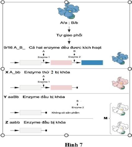 Hình 7 mô tả một quy luật di truyền do hai gene quy định, A và B với các kiểu gene lặn tương ứng là a và b. Theo lí thuyết, mỗi phát biểu sau đây là đúng hay sai? (ảnh 1)