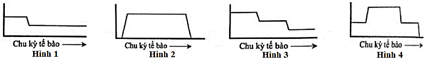 Hình nào dưới đây mô tả đúng sự thay đổi hàm lượng DNA trong chu kỳ tế bào, bắt đầu từ pha G1 và đến khi kết thúc nguyên phân? (ảnh 1)