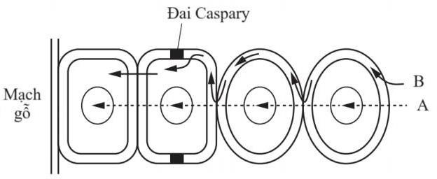 Bốn học sinh đã phác thảo sơ đồ vận chuyển nước và ion khoáng từ lông hút vào mạch gỗ của rễ. Biết quá trình vận chuyển diễn ra theo hai con đường: Con đường gian bào (A) và con đường tế bào chất (B). (ảnh 4)