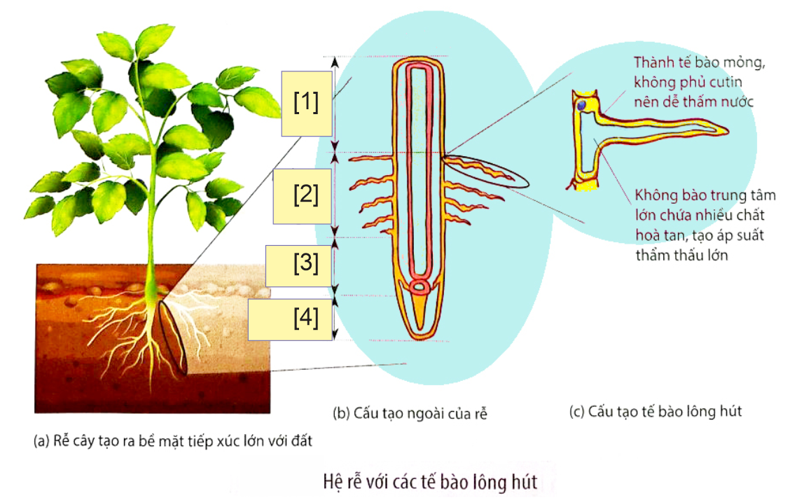 Dựa trên sơ đồ hệ rễ của cây, các phát biểu sau đây đúng hay sai? (ảnh 1)