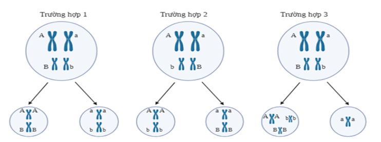 Hình dưới đây thể hiện các trường hợp có thể xảy ra đối với 8 tế bào sinh tinh của cơ thể có kiểu gen AaBb đang ở kì giữa và kì cuối giảm phân I; trong đó có 2 tế bào diễn ra theo trường hợp 1; 2 tế bào diễn ra theo trường hợp 2;  (ảnh 1)