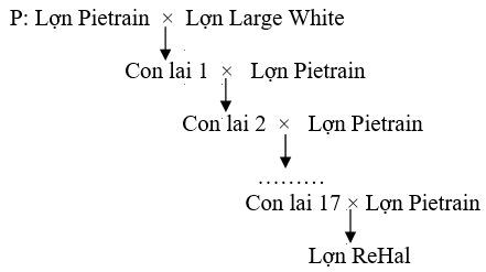 Sơ đồ bên dưới mô tả các phép lai để tạo ra giống lợn ReHal (sinh trưởng nhanh, tỉ lệ nạc cao, không mẫn cảm với stress vận chuyển,  (ảnh 1)