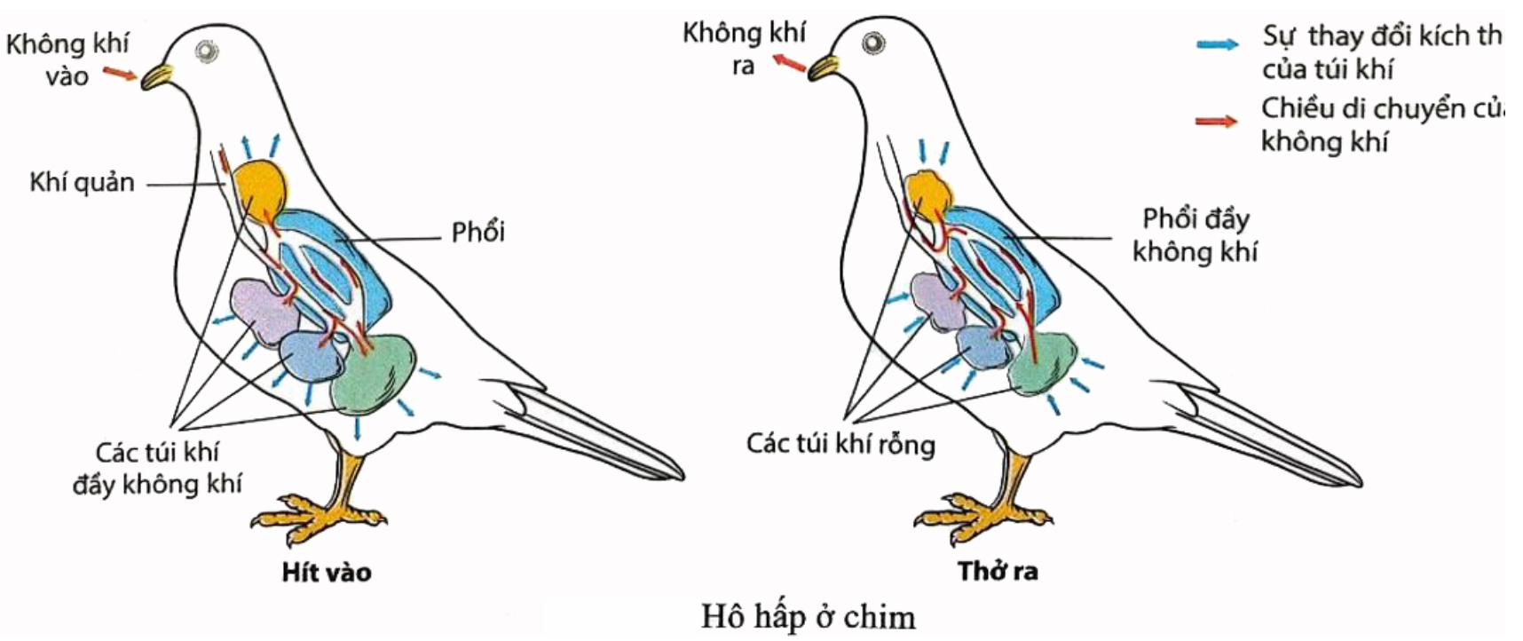 Qua quá trình hô hấp ở động vật và hình minh họa dưới đây, có bao nhiêu phát hiểu sau đây đúng? (ảnh 1)
