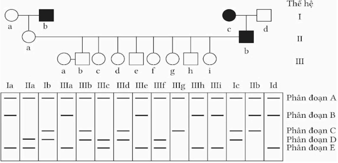 Phả hệ dưới đây tuân theo kiểu di truyền của một bệnh khởi phát muộn (sau 30 tuổi và bệnh này có độ thâm nhập là 100%; các cá thể bị bệnh được biểu thị dưới dạng hình trẻ màu xám (nữ) hoặc hình vuông (nam). (ảnh 1)