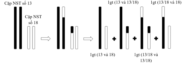 Quá trình phân bào của một tế bào động vật được mô tả như hình sau:   Nhận định nào đúng? (ảnh 1)
