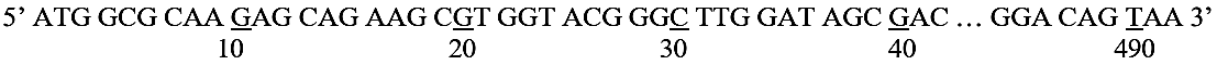 Vùng mã hóa của allele Y ở vi khuẩn E.coli có trình tự nucleotide ở mạch bổ sung như sau:     Người ta tìm thấy 4 allele khác nhau phát sinh do đột biến xảy ra ở vùng mã hóa của allele này, cụ thể: (ảnh 1)