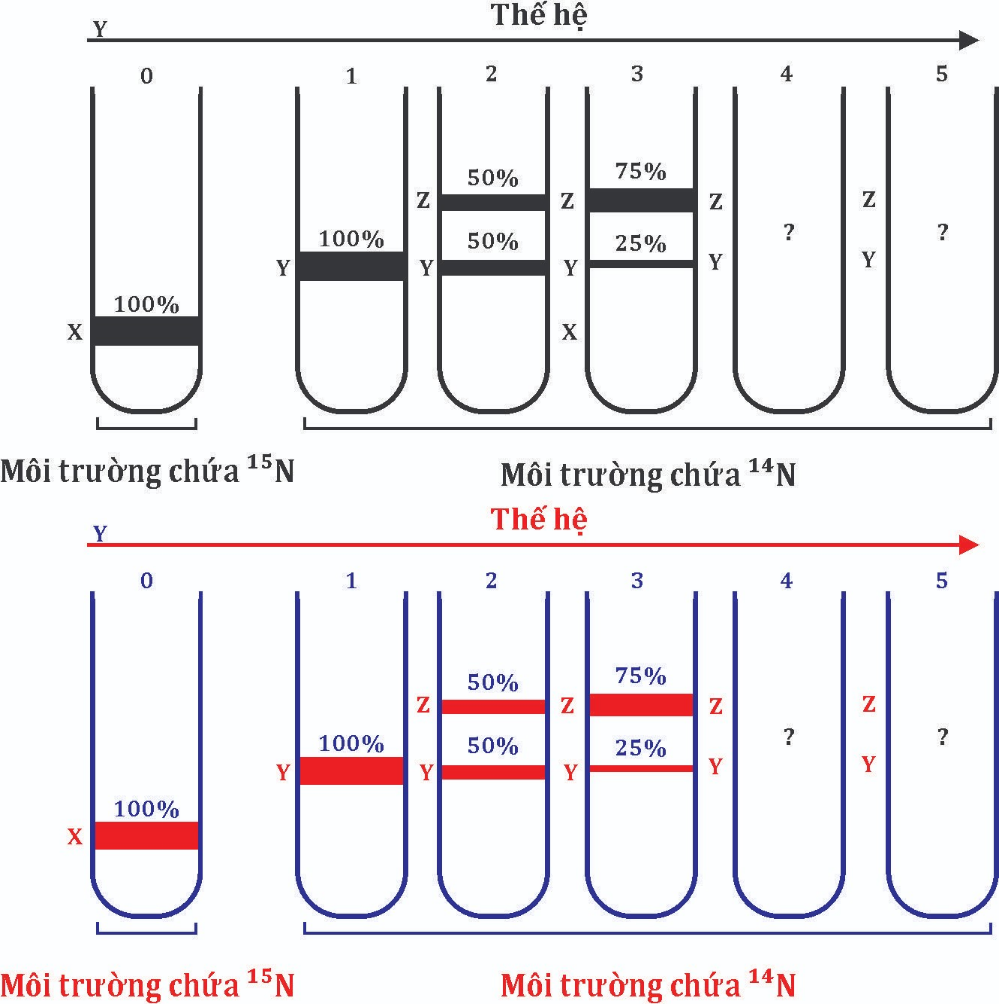 Một DNA (x) ban đầu chỉ chứa N15 ở cả hai mạch sau đó người ta chuyển DNA (x) này sang môi trường chỉ chứa N14 cho nhân đôi liên tiếp 5 lần thu được thế hệ thứ 5 có bao nhiêu % phân tử DNA còn chứa N15? (ảnh 1)