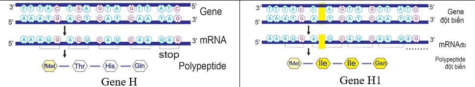 Hình sau đây mô tả gene bình thường (H) và gene đột biến (H1). (ảnh 1)
