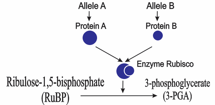 Hai gene mã hoá cho tiểu phần lớn và tiểu phần nhỏ của enzyme Rubisco. Một trong hai gene đột biến dẫn tới enzyme không có hoạt tính xúc tác phản ứng cố định CO2 trong quang hợp. (ảnh 1)