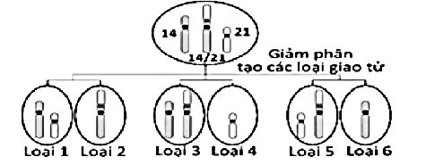 Hình 7 cho thấy các loại giao tử chứa NST 14, 21 và 14/21 có thể được tạo thành từ các tế bào sinh trứng ở một người phụ nữ bị đột biến chuyển đoạn Robertson (một phần của NST 21 gắn vào NST 14). (ảnh 1)