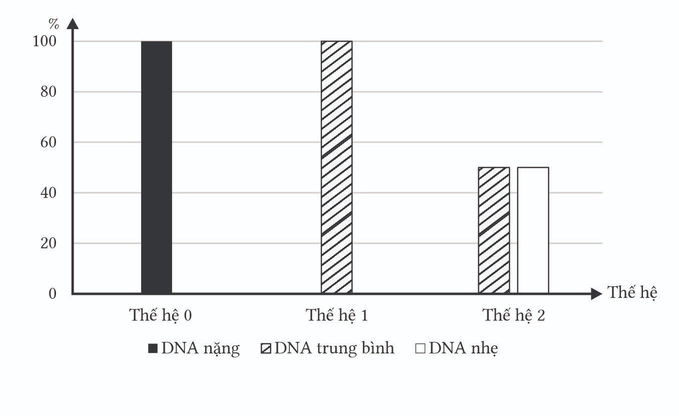 Để chứng minh hiện tượng bán bảo toàn trong quá trình tái bản DNA, các nhà khoa học đã nuôi cấy DNA của vi khuẩn E.coli, đo được tỷ trọng DNA của vi khuẩn  (ảnh 1)