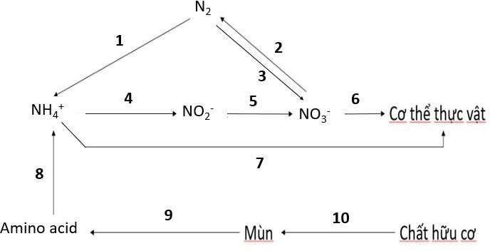 Sơ đồ dưới đây mô tả quá trình chuyển hoá Nitrogen trong tự nhiên. Các số thứ tự từ 1 đến 10 kí hiệu các quá trình chuyển hoá Nitrogen. Hãy cho biết có tối đa bao nhiêu quá trình có sự tham gia của vi sinh vật? (ảnh 1)