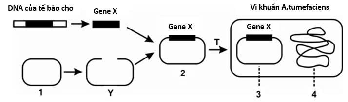 Sơ đồ Hình 15 mô tả các giai đoạn trong quy trình chuyển gene để tạo giống lúa giàu -caroten. Giai đoạn nào trong sơ đồ được coi là tạo DNA tái tổ hợp? (ảnh 1)