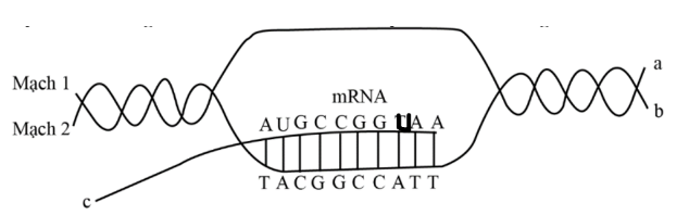 Sơ đồ dưới đây mô tả một giai đoạn của cơ chế di truyền diễn ra trong tế bào. Phát biểu nào sau đây đúng?  A. A của mạch khuôn liên kết với T môi trường. 		 (ảnh 1)