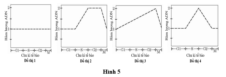 Các đồ thị Hình 5 phản ánh về sự biến đổi hàm lượng DNA trong một tế bào. (ảnh 1)