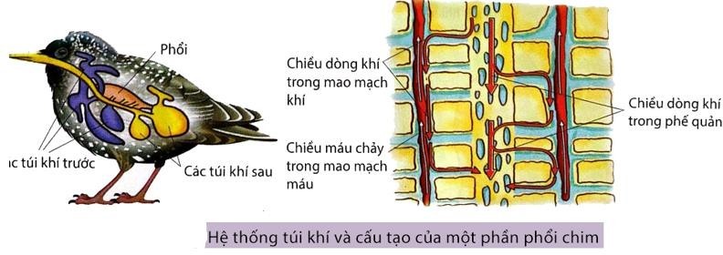 Thực tế và hình dưới đây cho thấy “hệ hô hấp của của loài chim trao đổi khí với không khí hiệu quả nhất”. Phát biểu nào đúng, phát biểu nào sai khi giải thích vấn đề này? (ảnh 1)