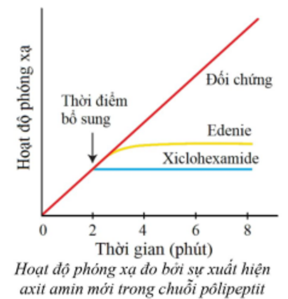 Kháng sinh edenie có khả năng ức chế tổng hợp protein nhưng không ảnh hưởng đến sự tổng hợp ADN hoặc ARN. Khi bổ sung edenie vào dịch ly giải hồng cầu lưới, người ta thấy quá trình tổng hợp bị ức chế sau một thời gian ngắn như hình bên. (ảnh 1)