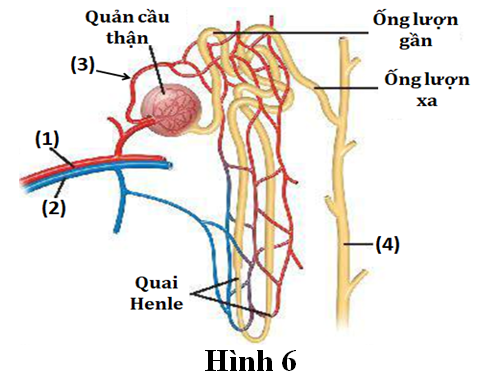 Hình 6 thể hiện cấu trúc của 1 tiểu đơn vị thận (nephron),  các chữ số 1, 2, 3, 4 chỉ các cấu trúc của nephron. (ảnh 1)