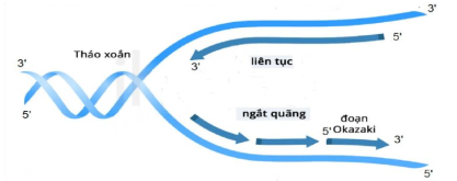 Sơ đồ sau đây mô tả quá trình nào đang diễn ra? A. Dịch mã. B. Nhân đôi ADN. C. Điều hòa hoạt động của gen. D. Phiên mã. (ảnh 1)