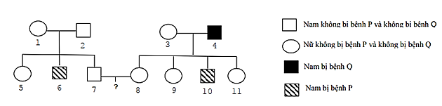 Phả hệ của một gia đình được thể hiện như hình: Phân tích thành phần gen của các thành viên trong một gia đình qua phả hệ thu được kết quả như bảng. (ảnh 1)
