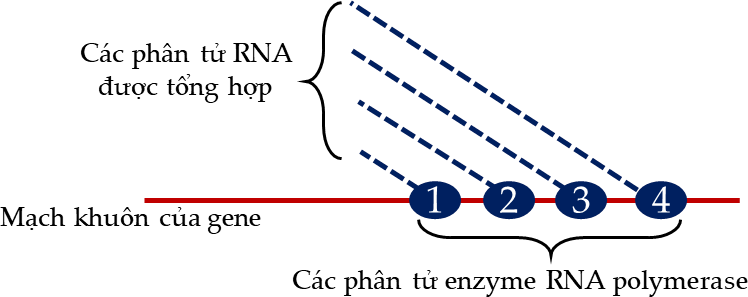 Hình bên mô tả quá trình phiên mã diễn ra trên mạch làm khuôn của một gene với sự tham gia xúc tác của 4 phân tử enzyme RNA polymerase (kí hiệu 1, 2, 3, 4). (ảnh 1)