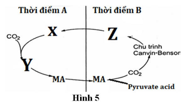 Sơ đồ Hình 5 mô tả con đường cố định CO2 ở một nhóm thực vật. Trong đó X, Y, Z là các chất trong quá trình.  (ảnh 1)