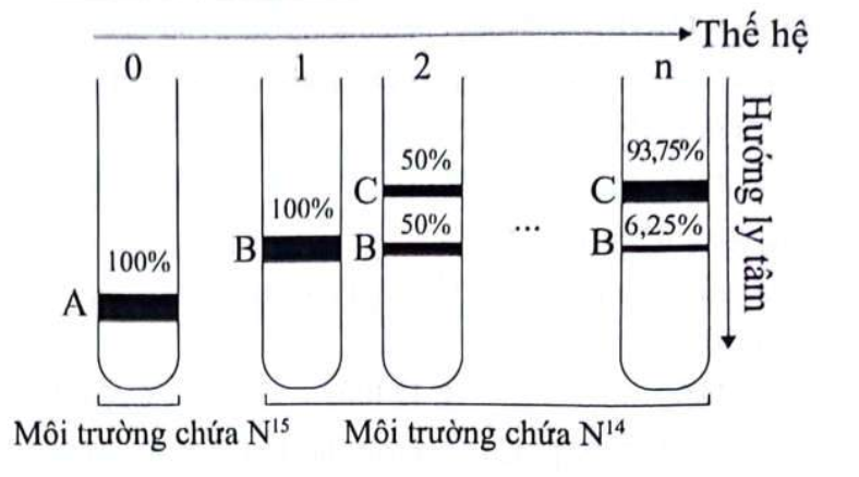 Một nhóm các nhà khoa học thực hiện lại thí nghiệm của Meselson và Stahl (1958) để nghiên cứu mô hình nhân đôi của DNA. Họ đã nuôi vi khuẩn E.coli trong môi trường chỉ có nitrogene đồng vị nặng (N15) (ảnh 1)