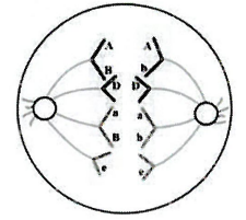 Cho hình ảnh về một giai đoạn trong quá trình phân bào của một tế bào lưỡng bội 2n bình thường (tế bào A) trong cơ thể đực ở một loài và một số nhận xét tương ứng như sau: (ảnh 1)