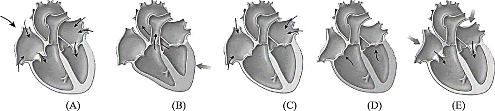Sự thay đổi về áp lực, chiều dòng máu, tiết diện các buồng tim và sự đóng mở van tim trong một chu kì tim bình thường ở người được thể hiện ở hình sau: (ảnh 1)