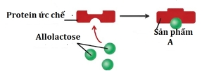 Câu 17.	Trong cơ chế điều hòa hoạt động gene của operon lac có hiện tượng protein ức chế kết hợp với allolactose sẽ tạo ra sản phẩm A như hình dưới. Sự có mặt của sản phẩm A có vai trò  (ảnh 1)
