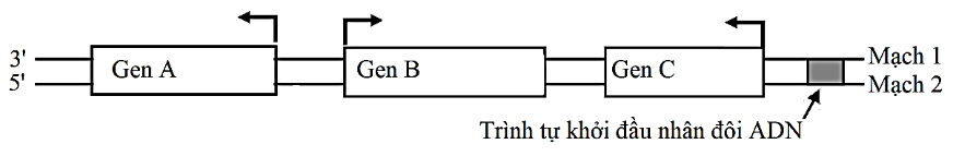 Hình dưới đây mô tả sơ đồ 3 gene A, B, C cùng nằm trên một phân tử DNA ở một loài vi khuẩn. Mũi tên ở mỗi gene chỉ vị trí bắt đầu phiên mã và hướng phiên mã của gene đó. (ảnh 1)