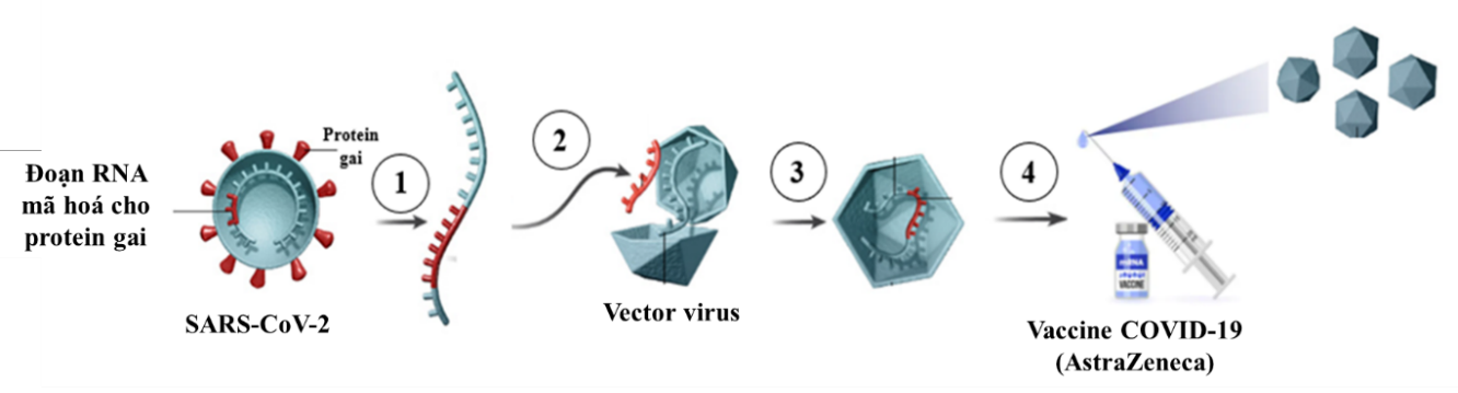 Hình dưới đây minh hoạ cho quy trình sản xuất vaccine COVID-19 (AstraZeneca và Johnson & Johnson) được sản xuất bằng công nghệ di truyền trong đó sử dụng virus là vector. (ảnh 1)