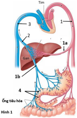 Hình bên mô tả hệ thống mạch máu giữa tim và hệ tiêu hóa. Dựa vào hình bên hãy cho biết mỗi nhận định sau đúng hay sai? (ảnh 1)