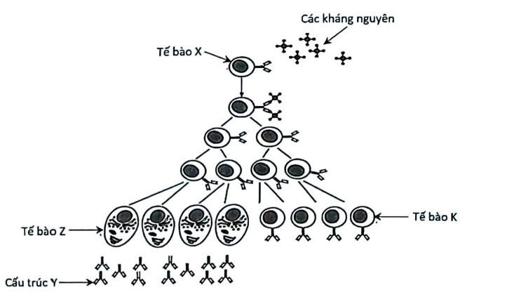 Hình bên mô tả một số giai đoạn trong phản ứng miễn dịch của tế bào X khi có sự xâm nhập của các kháng nguyên. Phân tích hình và xác định đúng hay sai cho mỗi nhận định sau đây. (ảnh 1)