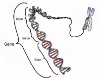 Quan sát hình và cho biết gene ở hình bên không có ở loài nào sau đây? A. Đậu Hà Lan. B. Vi khuẩn E. coli. C. Nấm men. D. Ruồi giấm. (ảnh 1)