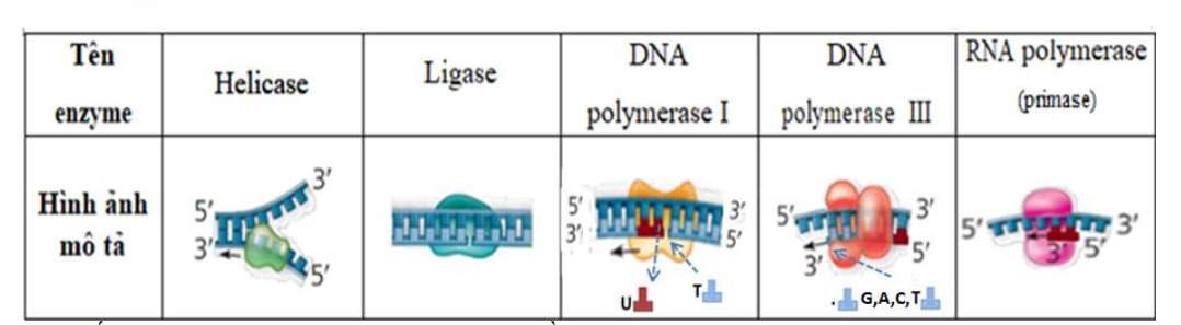 Bảng dưới đây mô tả một số loại enzyme được tìm thấy trong quá trình nhân đôi DNA ở vi khuẩn E.coli. (ảnh 1)
