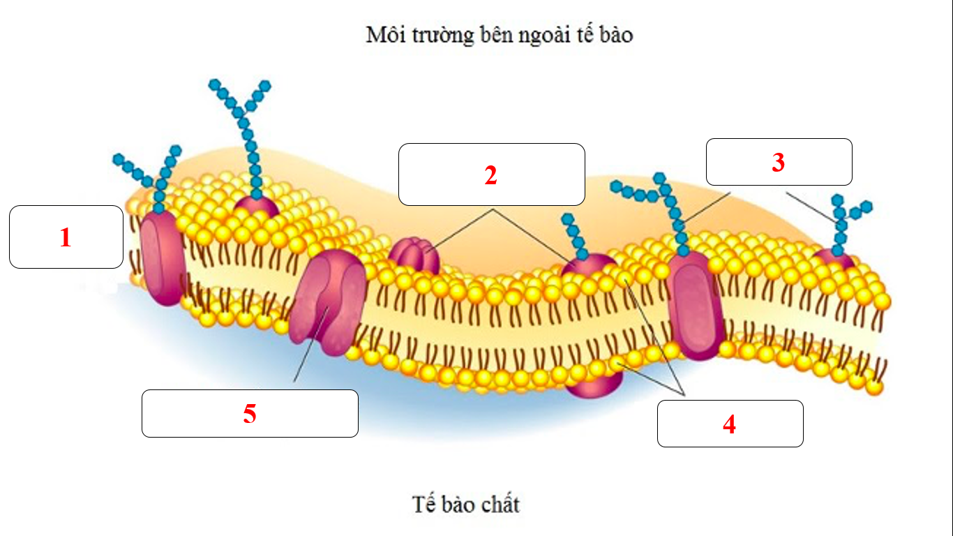 Quan sát hình, em hãy cho biết protein xuyên màng được chú thích bởi số mấy? (ảnh 1)