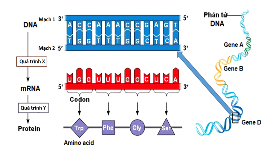 Hình 8 mô tả mối quan hệ giữa Gene – RNA - Protein ở sinh vật nhân sơ. X và Y là các quá trình của cơ chế di truyền ở cấp độ phân tử. Nhận định nào sau đây đúng? (ảnh 1)