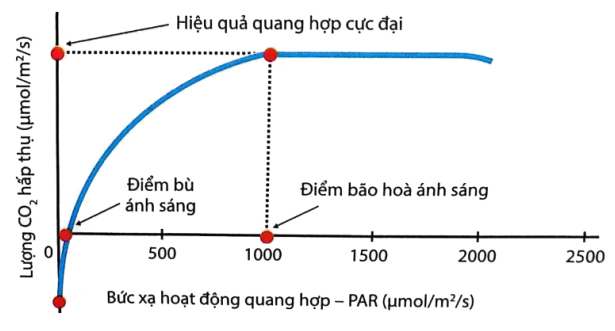 Trong quang hợp ở thực vật, biểu đồ (hình) thể hiện mối quan hệ giữa cường độ ánh sáng và cường độ quang hợp. Mỗi nhận định sau đây là Đúng hay Sai về mối quan hệ giữa cường độ ánh sáng và cường độ quang hợp (ảnh 1)