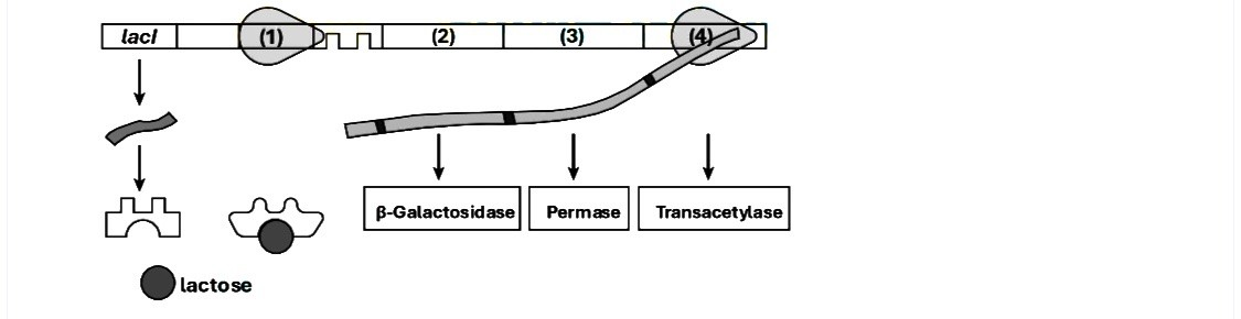Hình dưới đây mô tả cơ chế điều hòa hoạt động của operon lac ở vi khuẩn E. coli trong điều kiện có lactose trong môi trường nuôi cấy. Trong đó các chữ số (1), (2), (3) và (4) là các vùng trình tự thuộc operon lac. (ảnh 1)