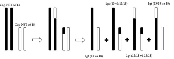 Quan sát quá trình phân bào của một tế bào động vật, một bạn học sinh đã vẽ được hình như dưới đây: (ảnh 1)