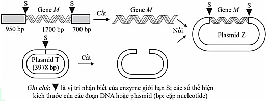 Công nghệ DNA tái tổ hợp đã có nhiều thành tựu đột phá, như tạo sinh vật biến đổi gene. Hình bên thể hiện các bước tạo DNA tái tổ hợp;  (ảnh 1)