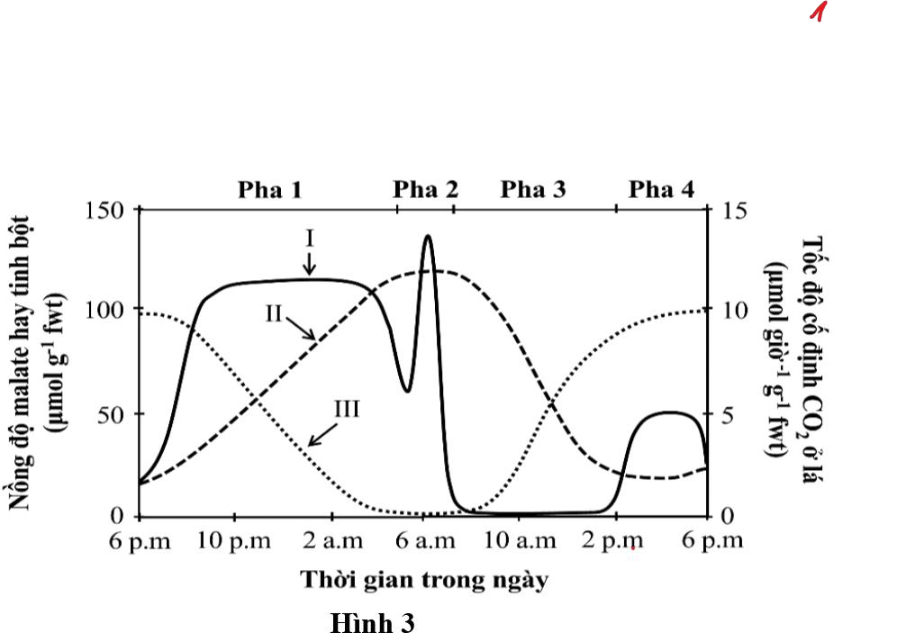 Thực vật CAM có một số đặc điểm thích nghi với điều kiện khô hạn và cố định CO2 theo các giai đoạn khác nhau trong ngày (ảnh 1)