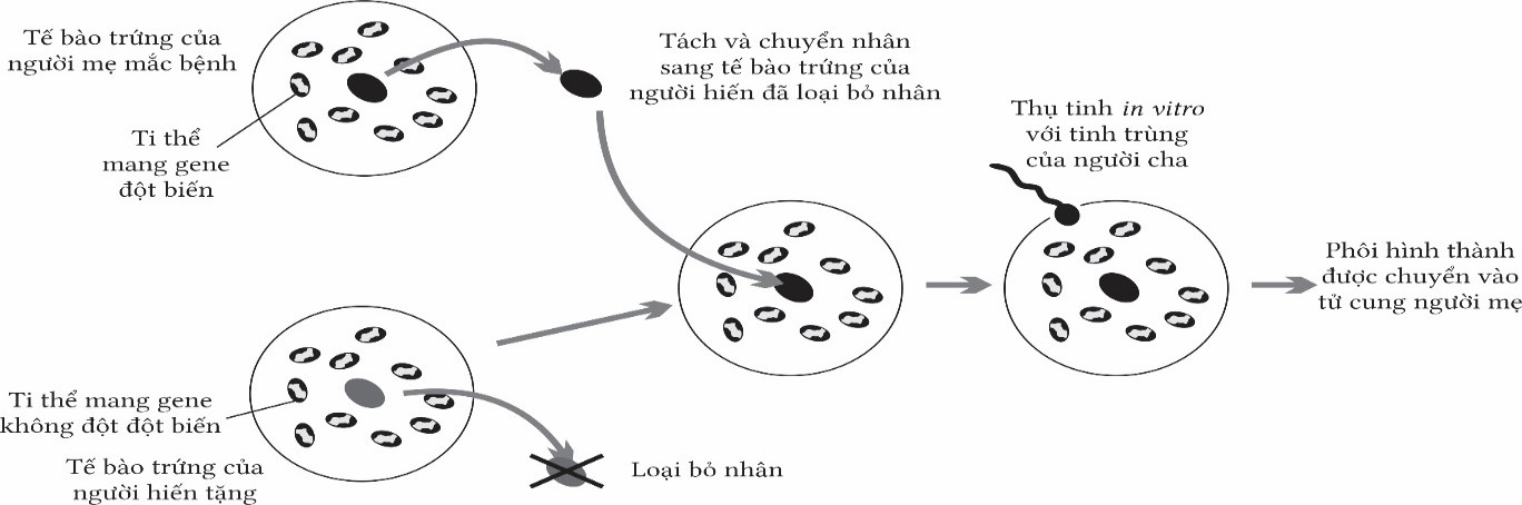 Bệnh Alzheimer (A) là do đột biến gene ty thể. Nên mẹ bệnh (A) thì sinh con bệnh. Vậy phương pháp này giúp tránh bệnh Alzheimer khi mẹ bệnh như sau (ảnh 1)